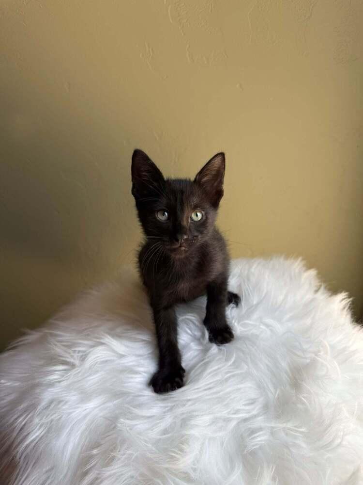 Famous Amos, a Adoptable mixed breed in tucson, AZ image 2/3