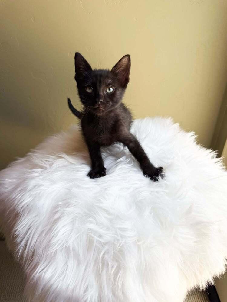 Famous Amos, a Adoptable mixed breed in tucson, AZ image 3/3