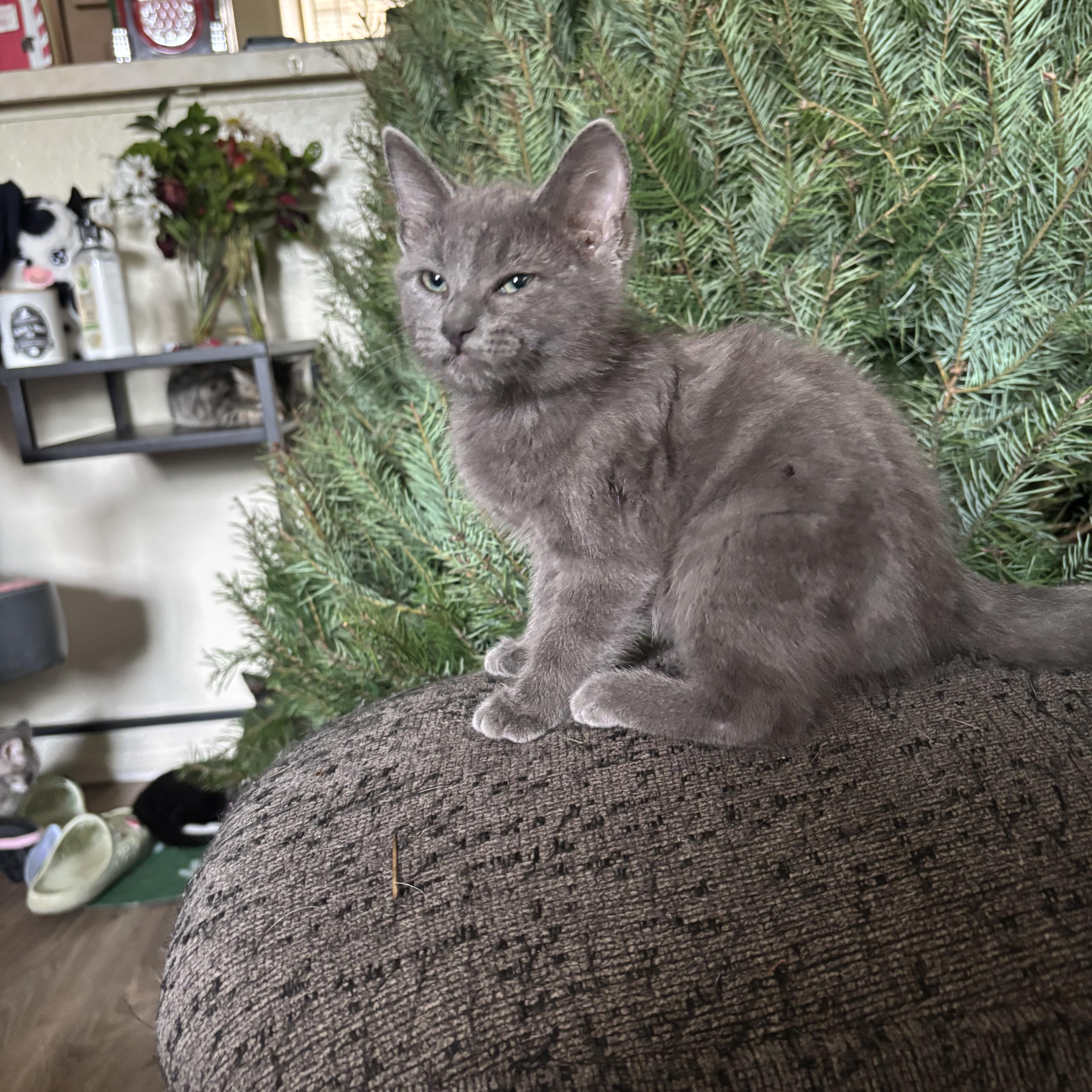 Enlarge Aurora, an adopted Domestic Medium Hair in Costa Mesa, CA image 3/3