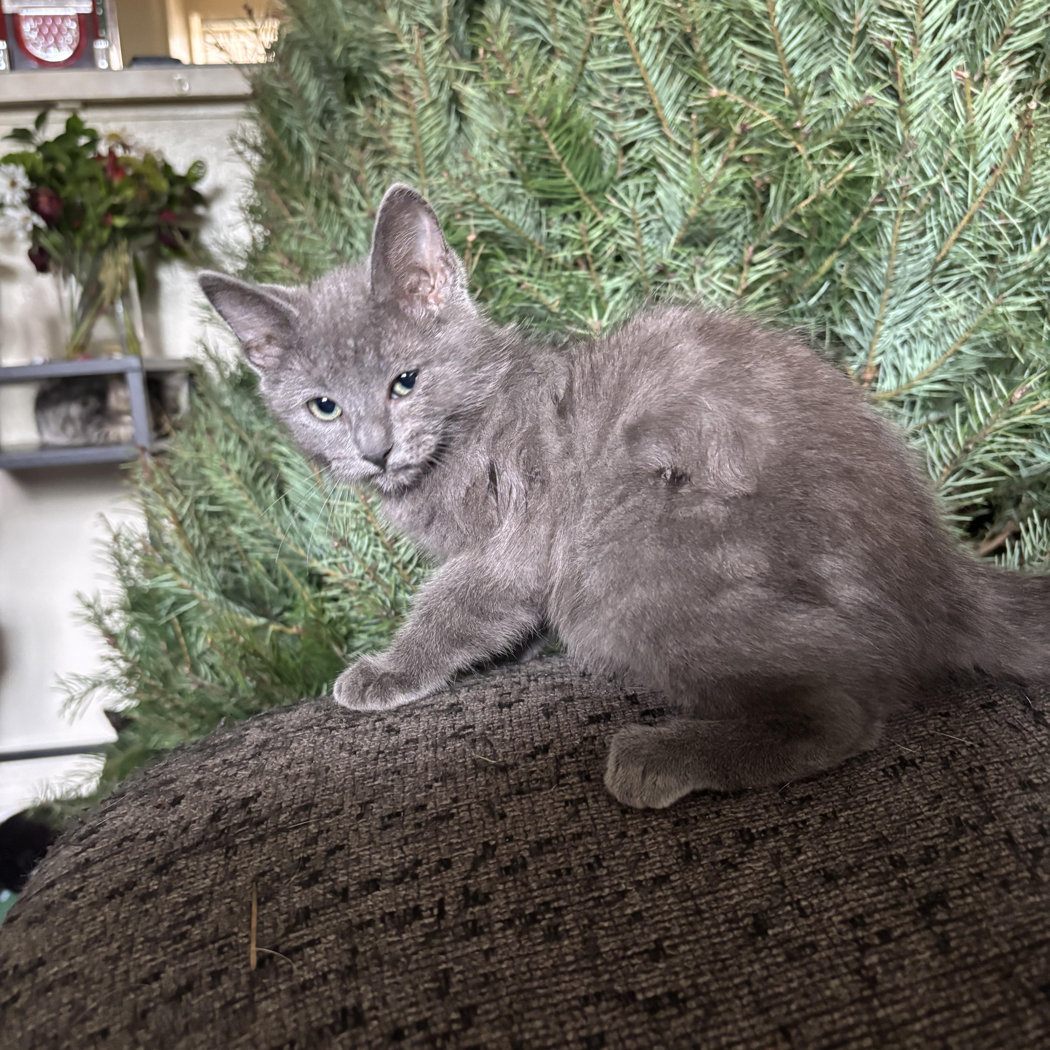 Enlarge Aurora, an adopted Domestic Medium Hair in Costa Mesa, CA image 2/3