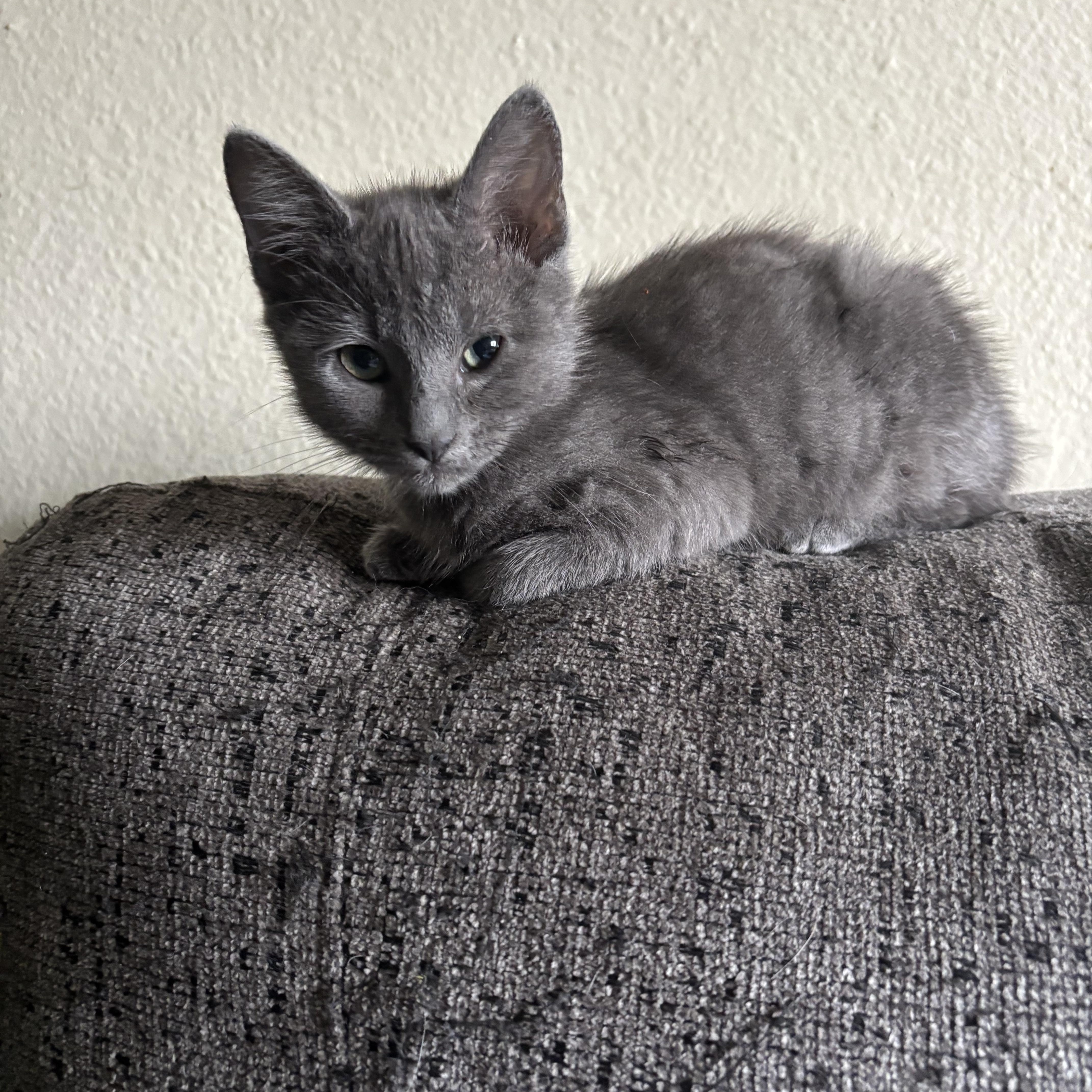 Enlarge Aurora, an adopted Domestic Medium Hair in Costa Mesa, CA image 1/3