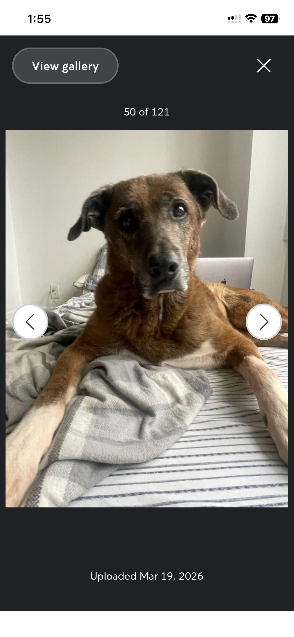 Maddison, Adopted, Senior Female Labrador Retriever & Shepherd.