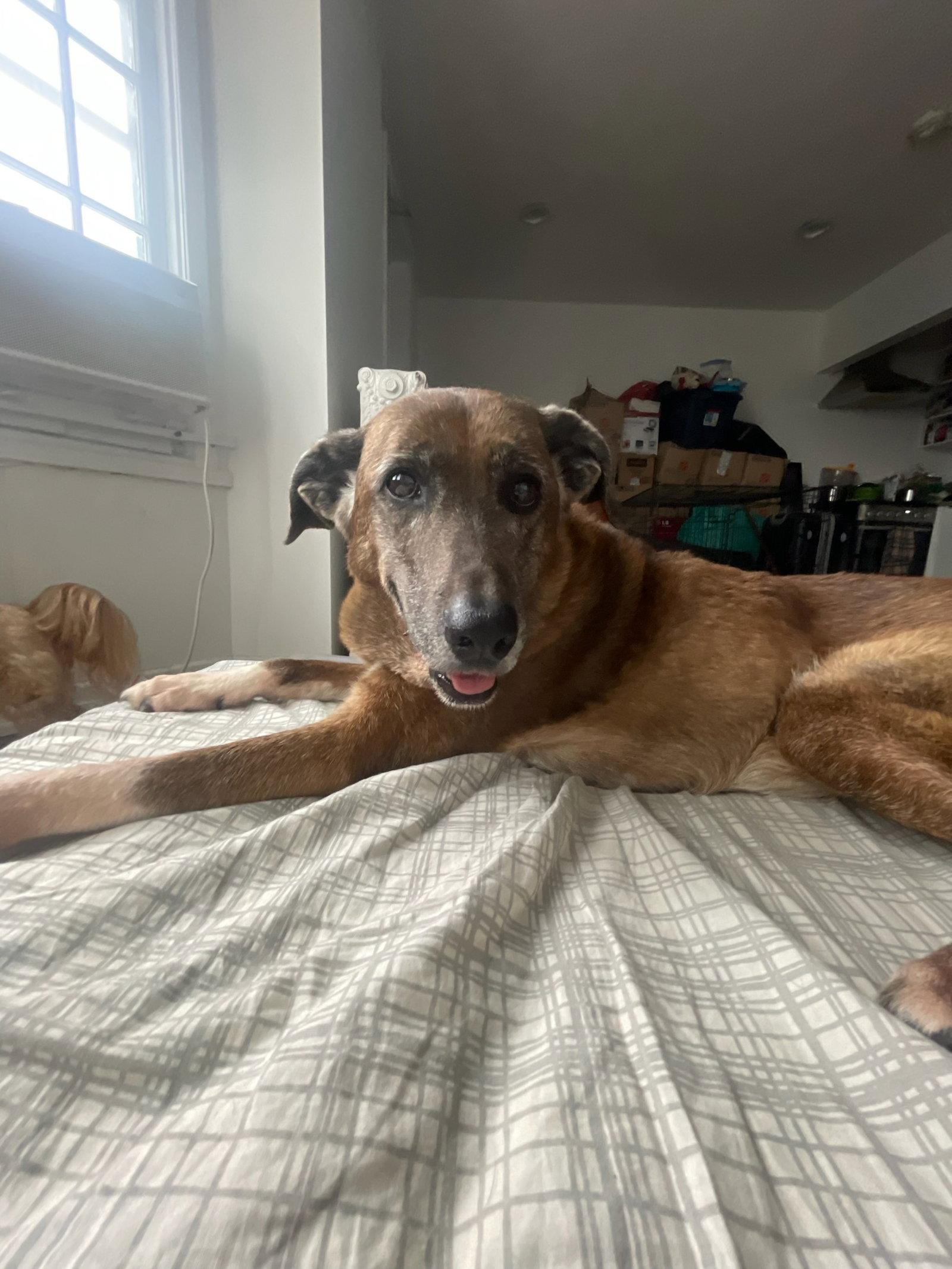 Enlarge Maddison, a Adopted mixed breed in Etobicoke, ON image 2/3