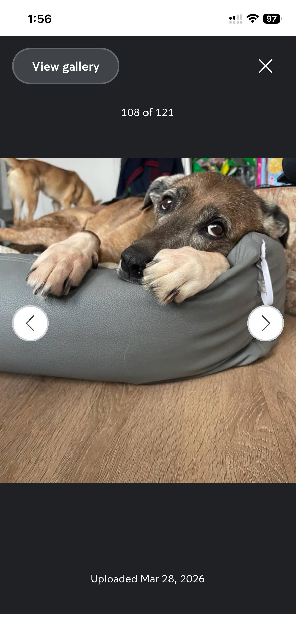 Enlarge Maddison, a Adopted mixed breed in Etobicoke, ON image 3/3