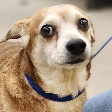 Zeus, Senior Male Chiweenie