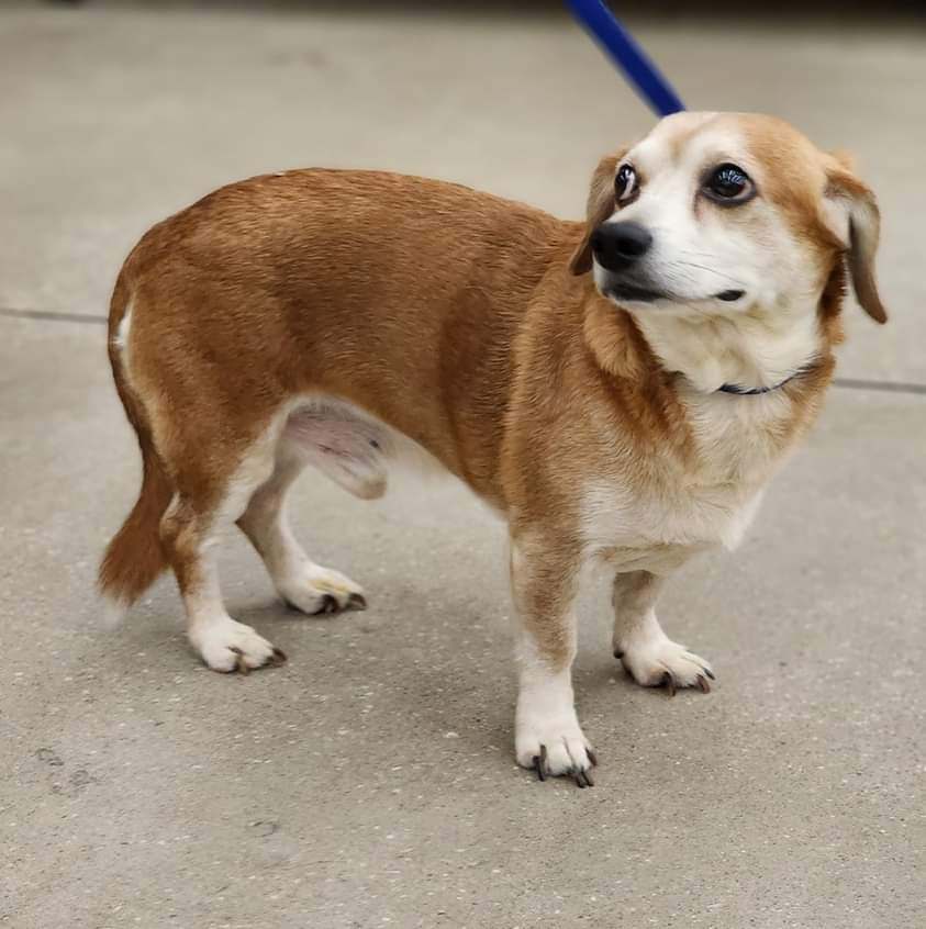 Zeus, a Adoptable mixed breed in Ladson, SC image 2/3