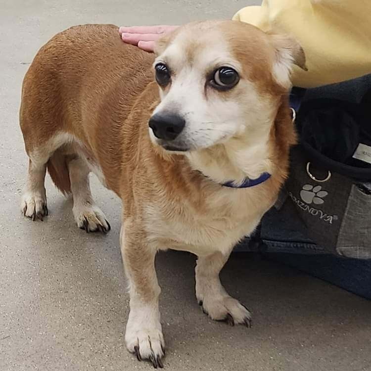 Zeus, a Adoptable mixed breed in Ladson, SC image 3/3