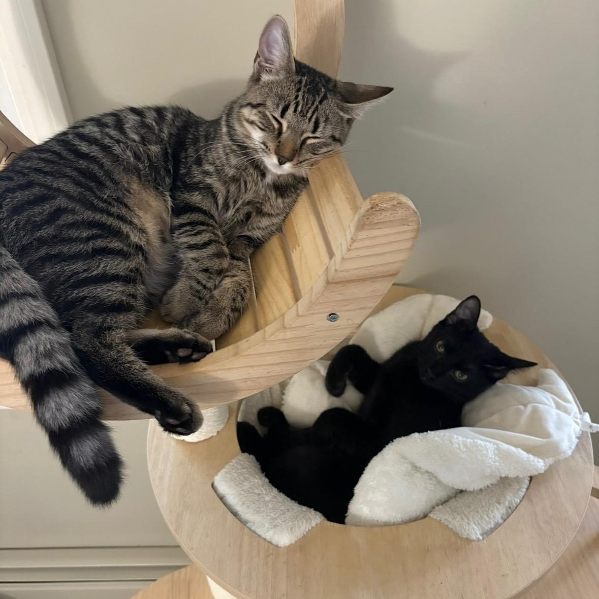 Brie and jack, a Adoptable Tabby in Melrose, MA image 1/6