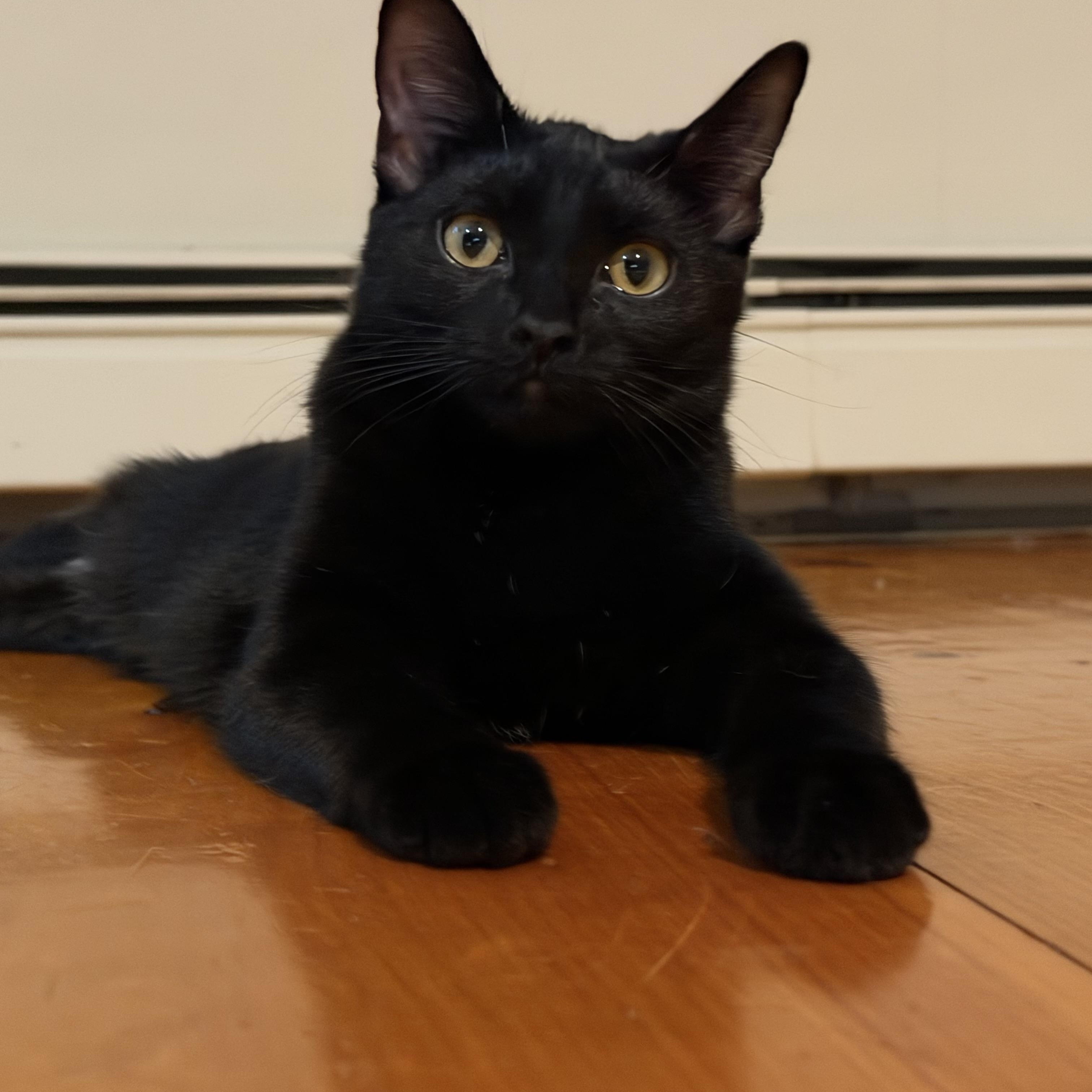 Brie and jack, a Adoptable Tabby in Melrose, MA image 2/6