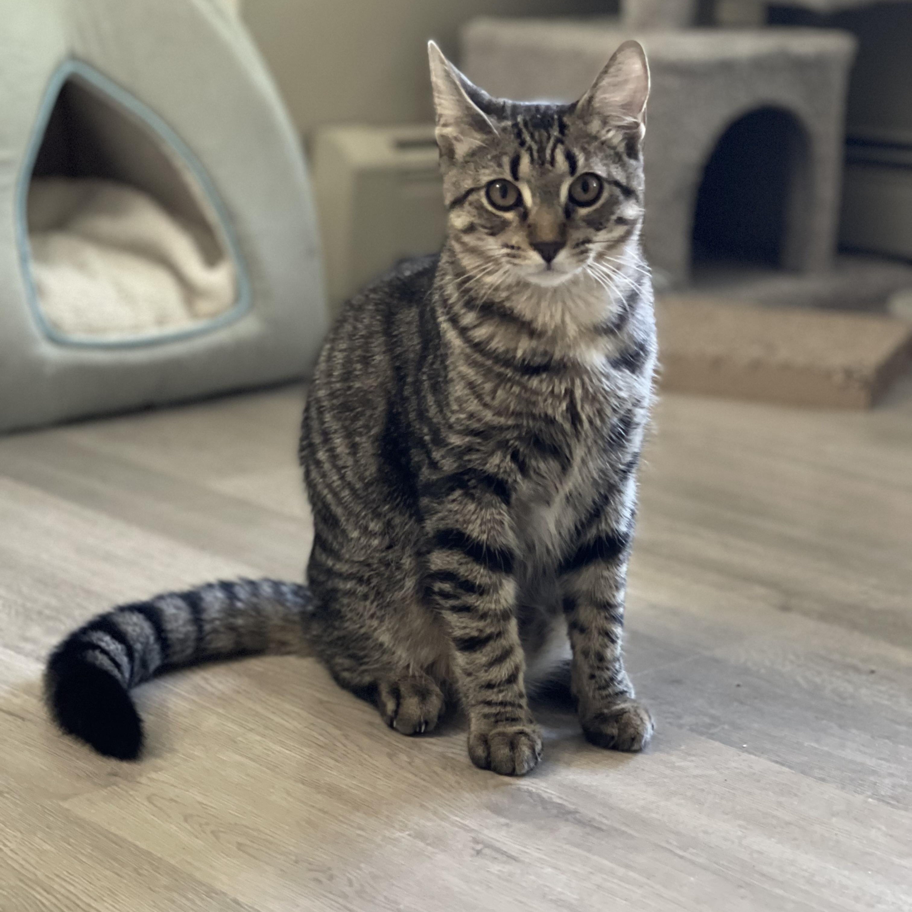 Brie and jack, a Adoptable Tabby in Melrose, MA image 3/6