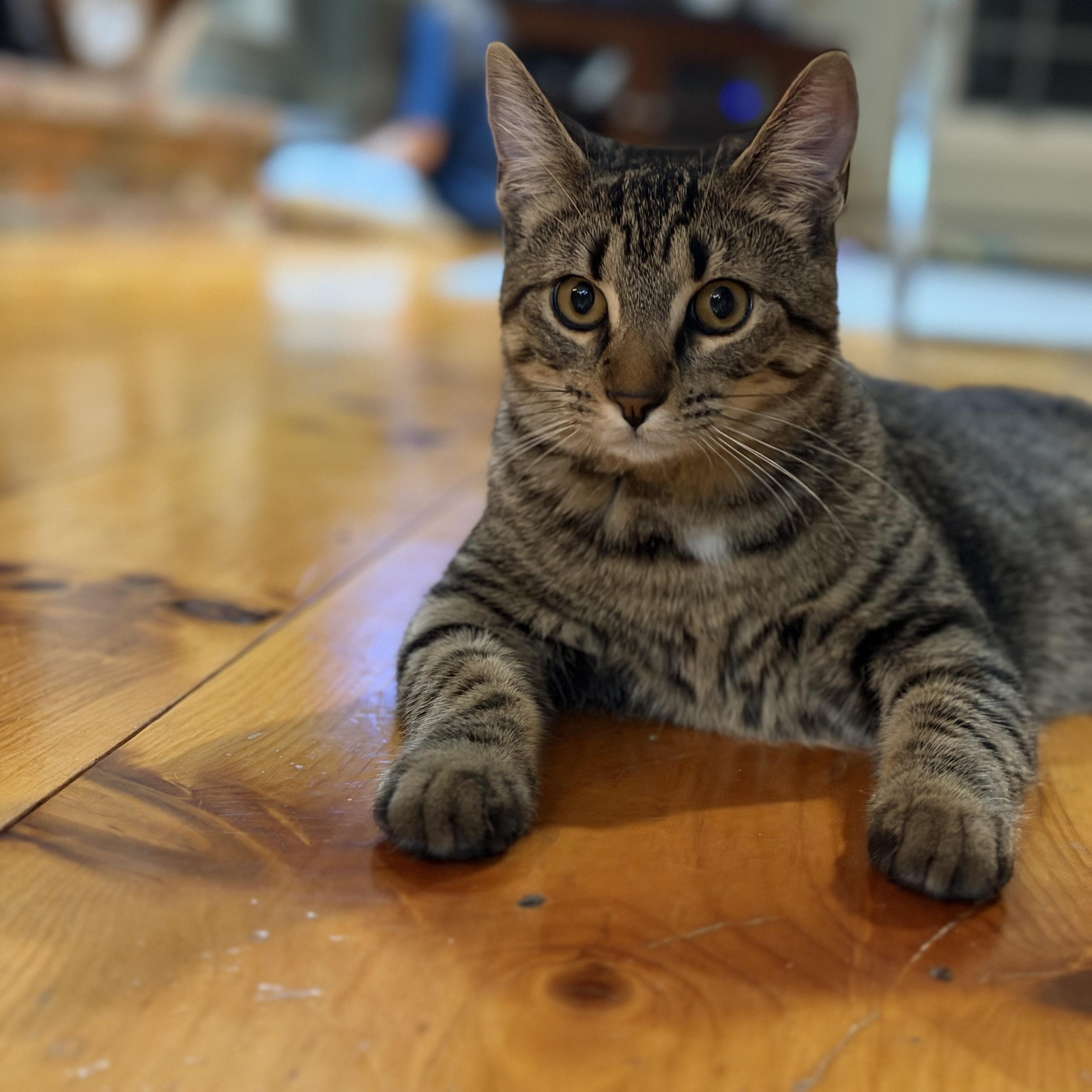 Brie and jack, a Adoptable Tabby in Melrose, MA image 4/6