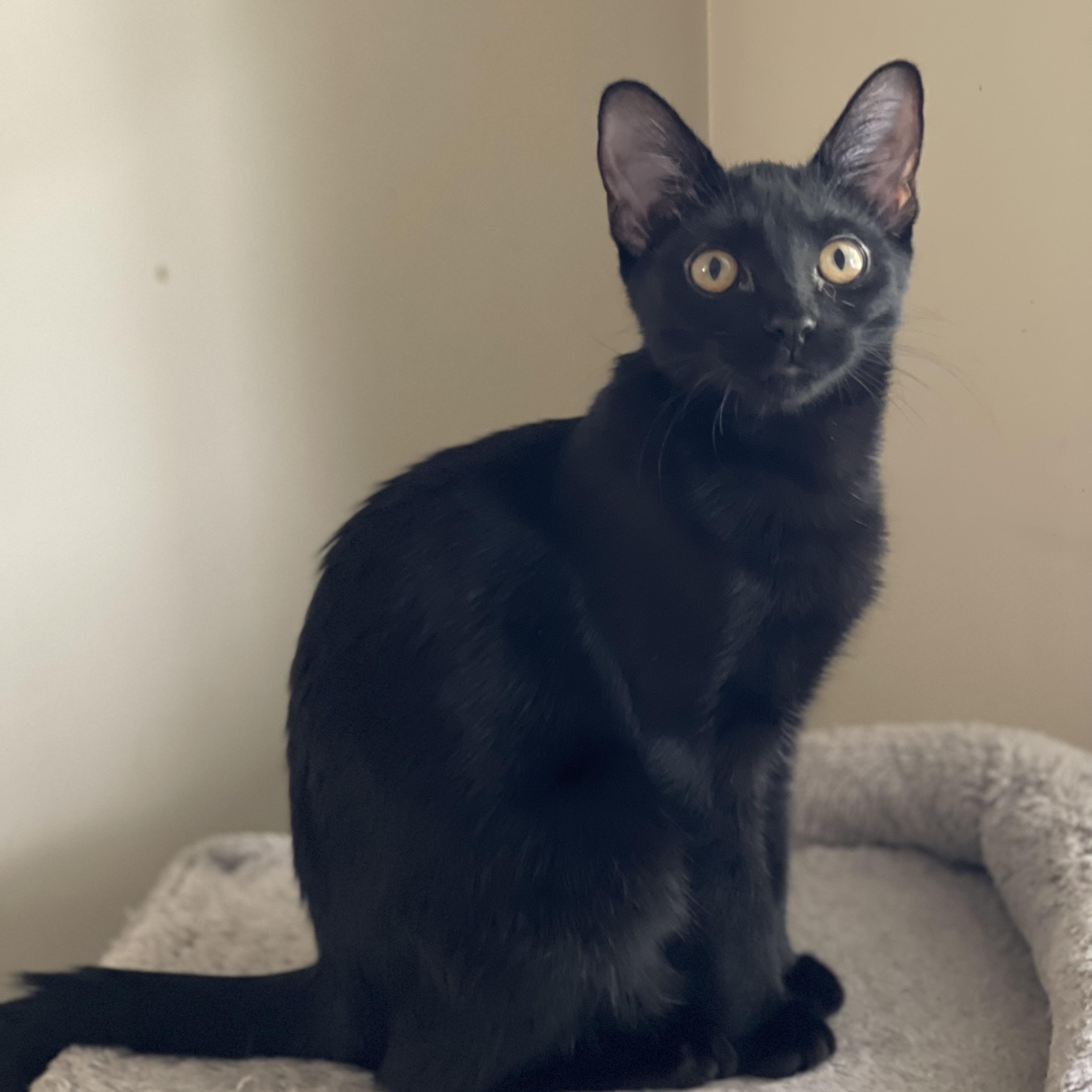 Brie and jack, a Adoptable Tabby in Melrose, MA image 5/6