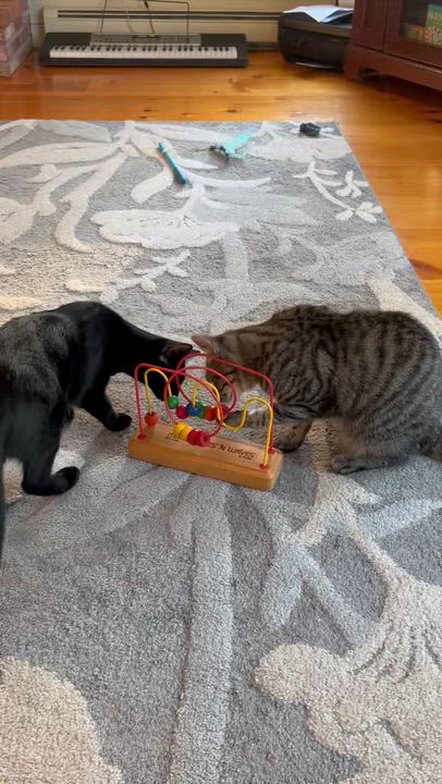 Enlarge Brie and jack, a Adoptable Tabby in Melrose, MA video 6/6