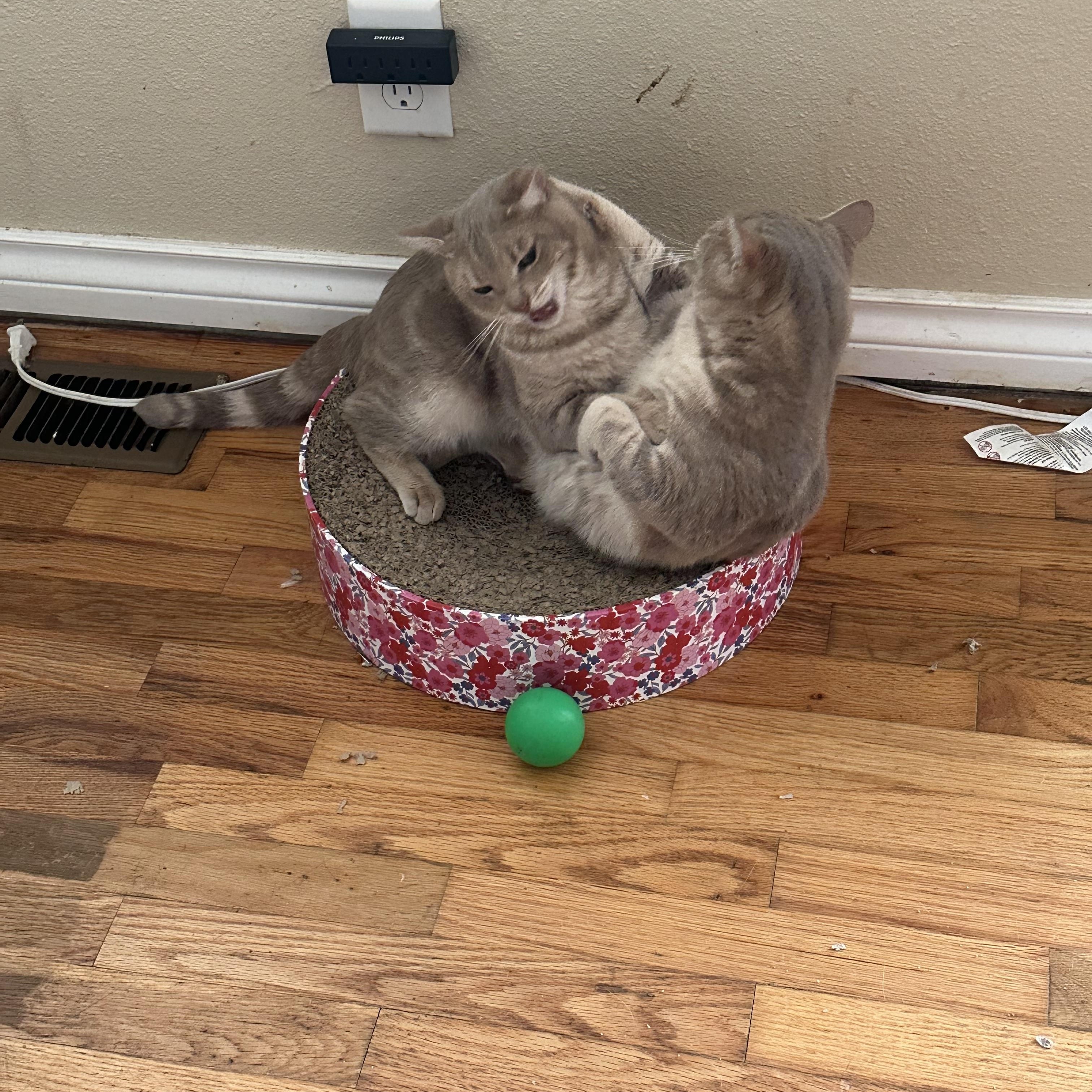 Enlarge Helen, a Adoptable Tabby in Woodinville, WA image 5/6
