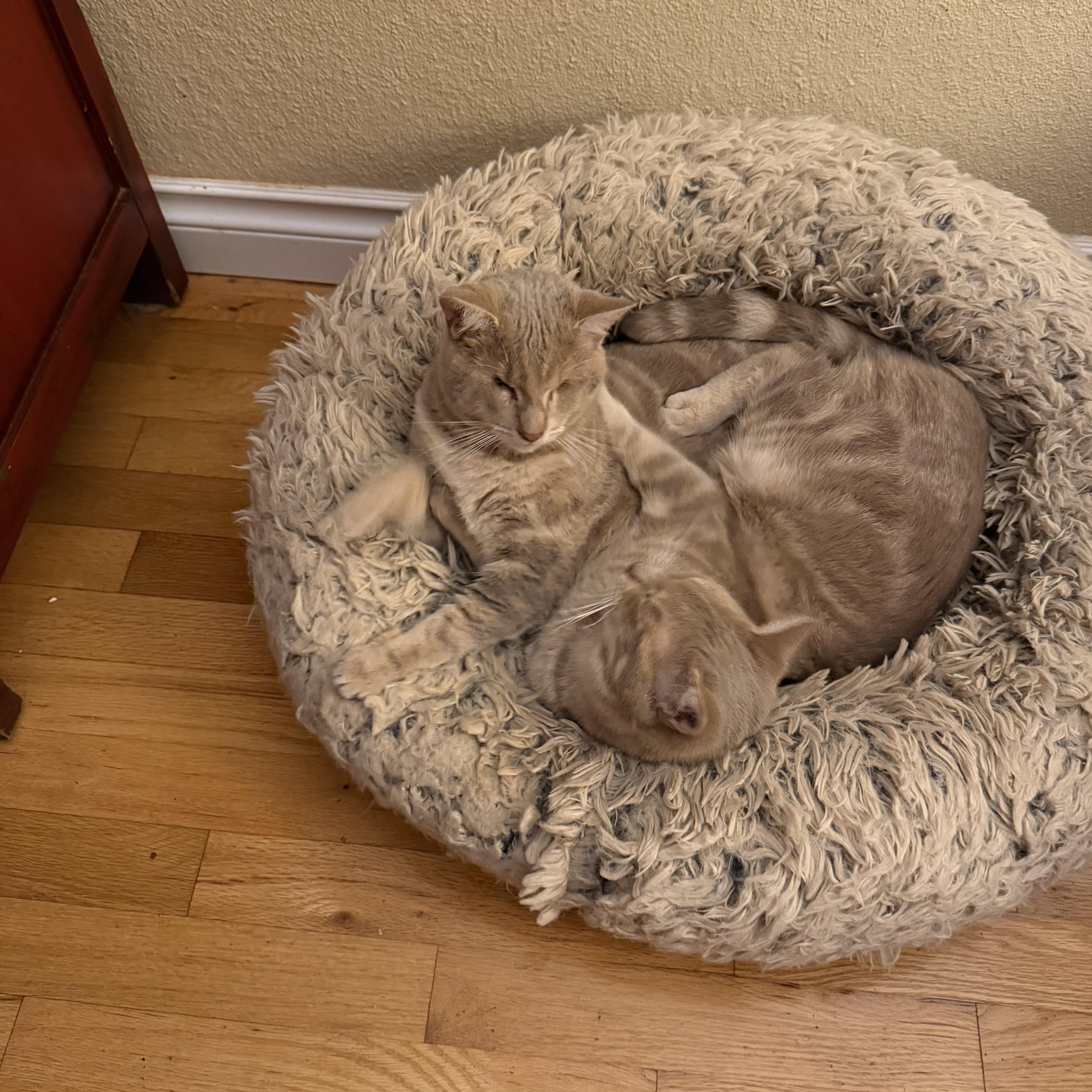 Enlarge Helen, a Adoptable Tabby in Woodinville, WA image 2/6