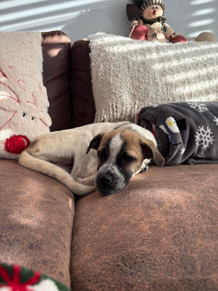 Sara, Adoptable, Puppy Female Retriever.