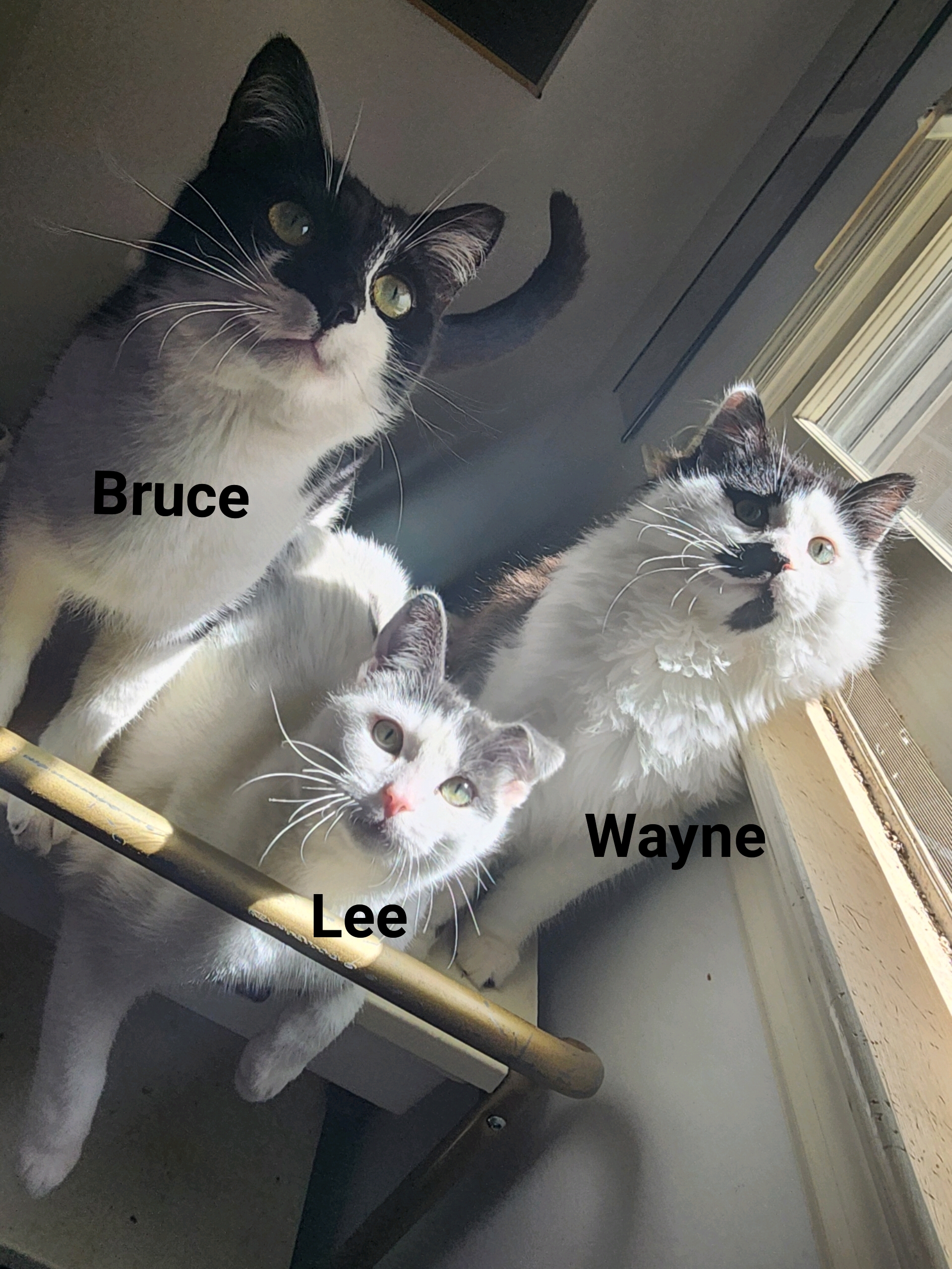 Bruce and Lee photo 1