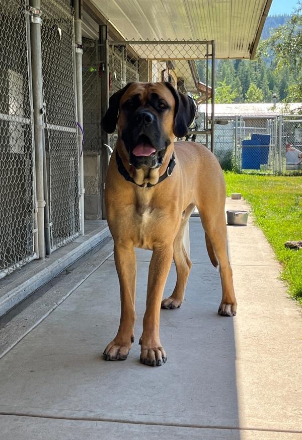 Cecil, Adoptable, Adult Male Bullmastiff & Mastiff.