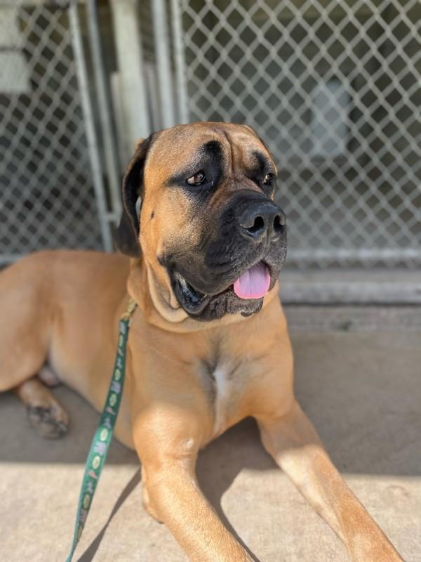 Enlarge Cecil, a Adoptable mixed breed in Salmon Arm, BC image 2/6