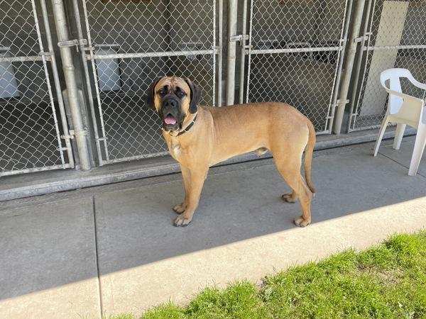 Enlarge Cecil, a Adoptable mixed breed in Salmon Arm, BC image 3/6