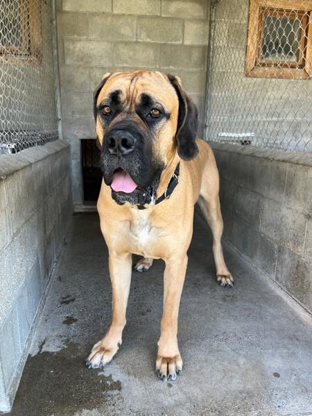 Enlarge Cecil, a Adoptable mixed breed in Salmon Arm, BC image 4/6