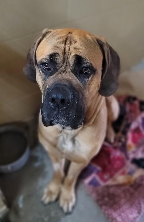 Enlarge Cecil, a Adoptable mixed breed in Salmon Arm, BC image 5/6