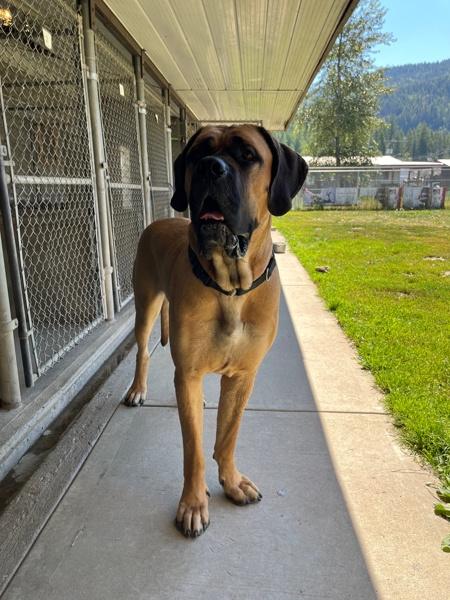 Enlarge Cecil, a Adoptable mixed breed in Salmon Arm, BC image 6/6