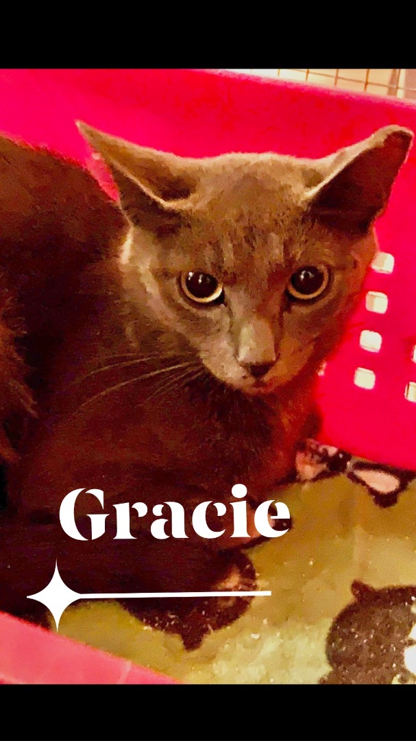 Enlarge Gracie, a Adoptable mixed breed in Memphis, TN image 2/5