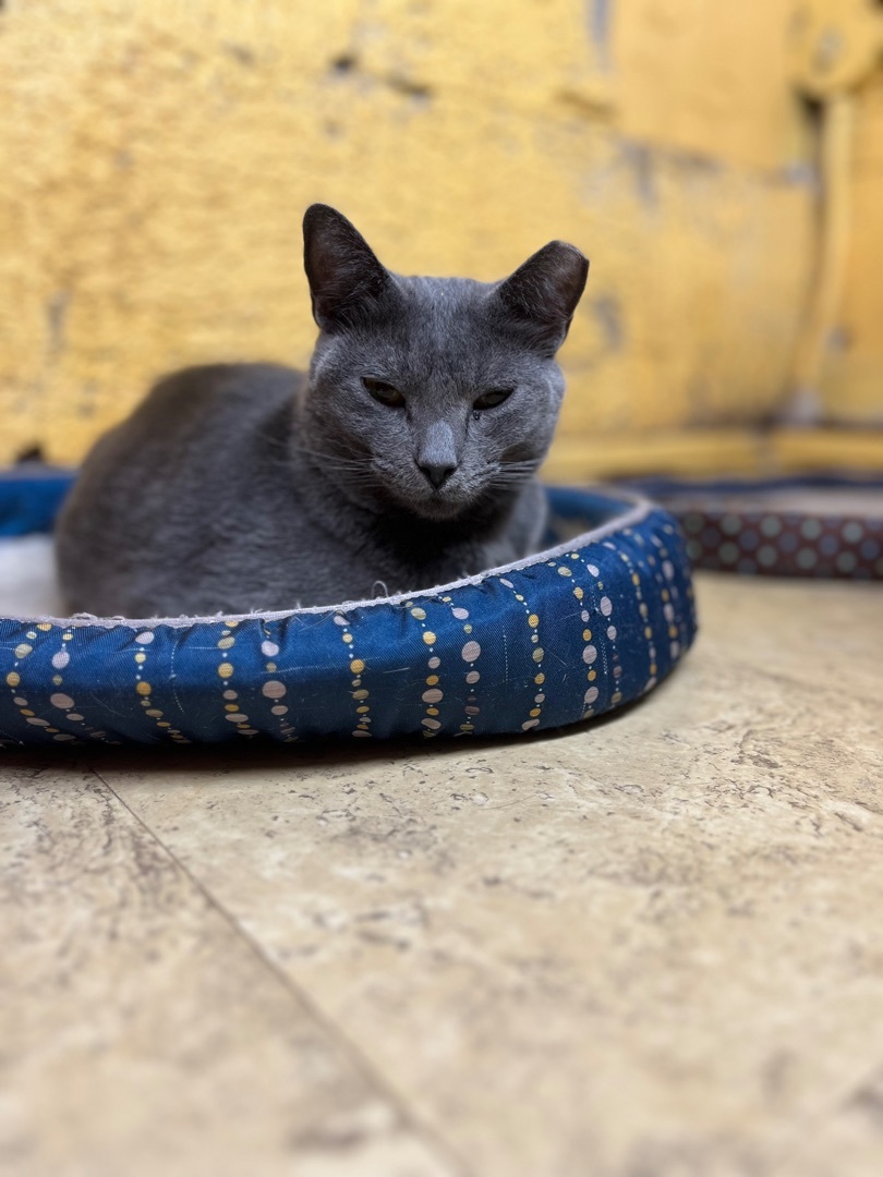 Enlarge Gracie, a Adoptable mixed breed in Memphis, TN image 3/5