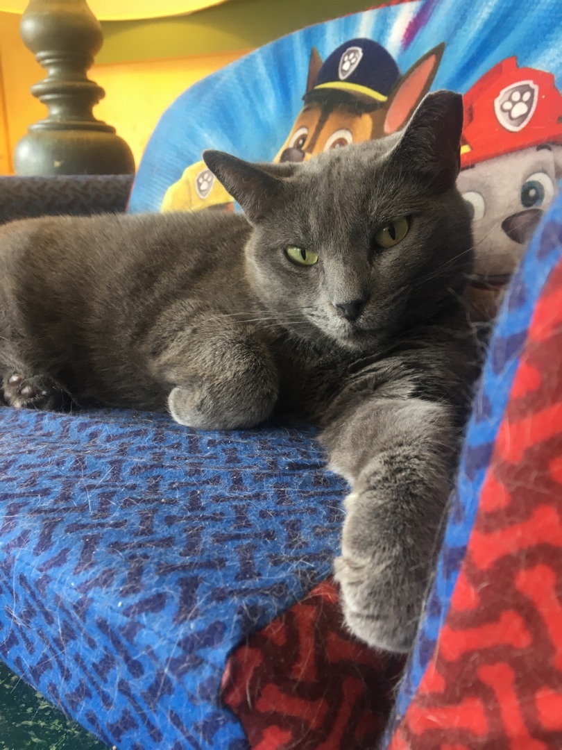 Enlarge Gracie, a Adoptable mixed breed in Memphis, TN image 4/5