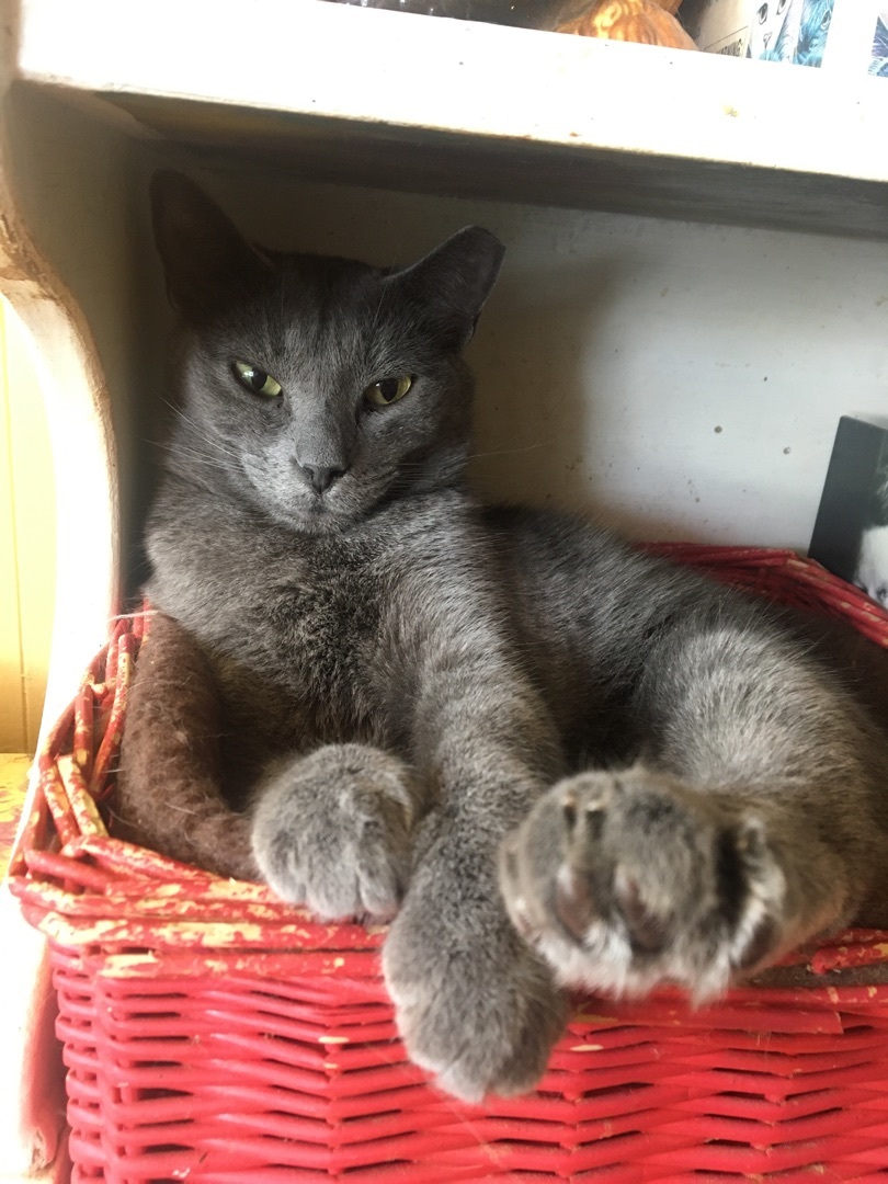 Enlarge Gracie, a Adoptable mixed breed in Memphis, TN image 1/5