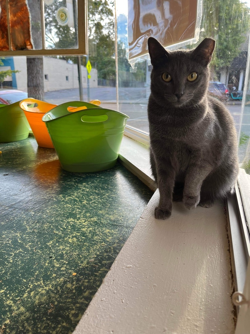 Enlarge Gracie, a Adoptable mixed breed in Memphis, TN image 5/5