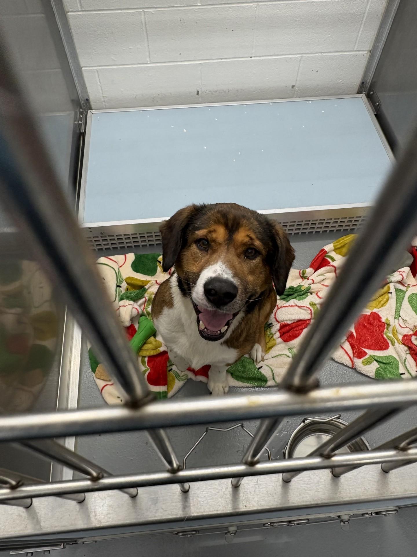 Enlarge Boomer, a ADOPTABLE mixed breed in Ashland, VA image 2/4