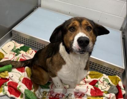 Enlarge Boomer, a ADOPTABLE mixed breed in Ashland, VA image 4/4