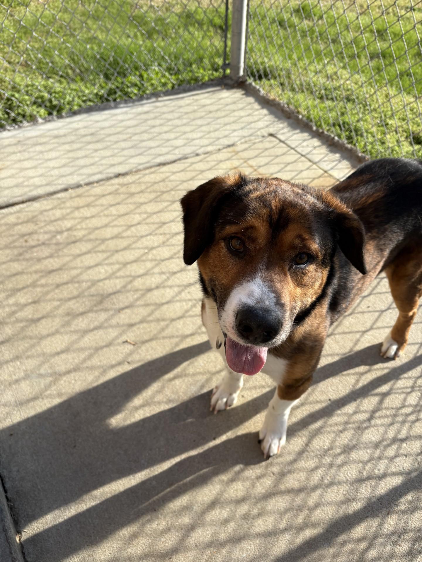 Enlarge Boomer, a ADOPTABLE mixed breed in Ashland, VA image 3/4