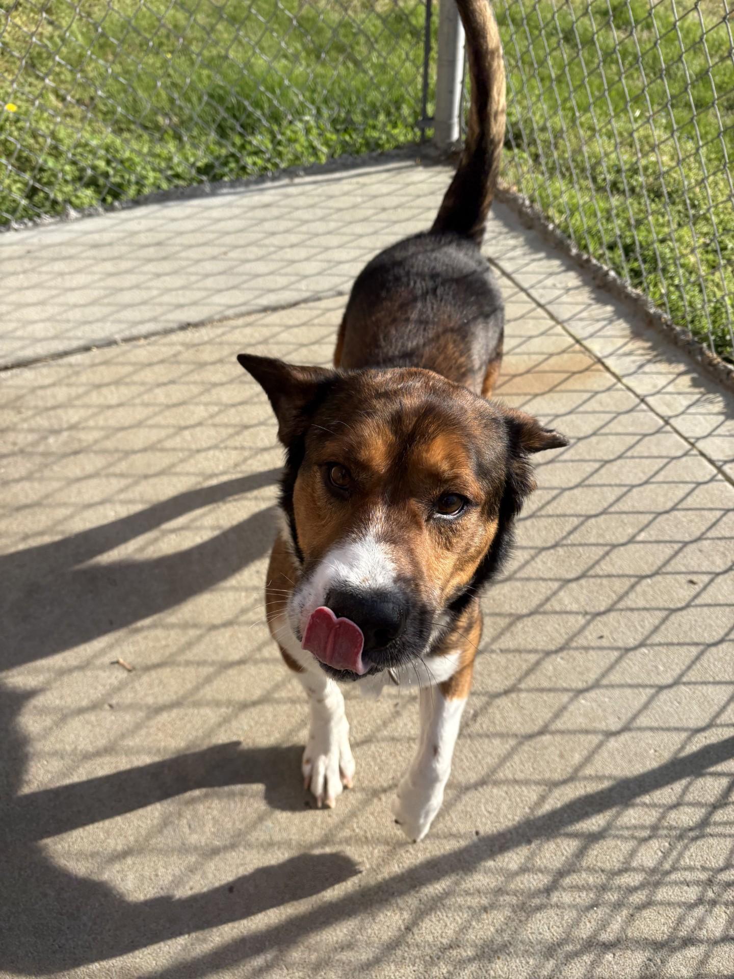 Enlarge Boomer, a ADOPTABLE mixed breed in Ashland, VA image 1/4