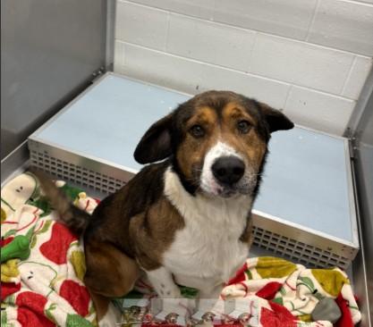 Enlarge Boomer, a ADOPTABLE mixed breed in Ashland, VA image 3/4