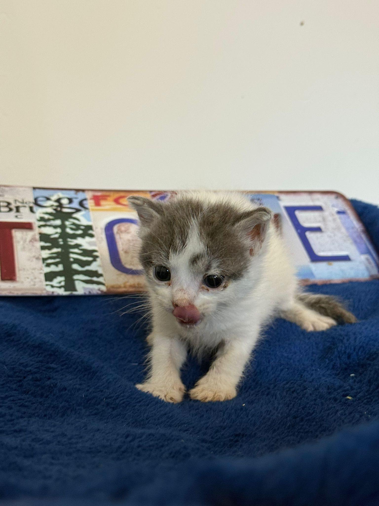 Nymeriel, a Adoptable Tabby in Miami, FL image 2/2