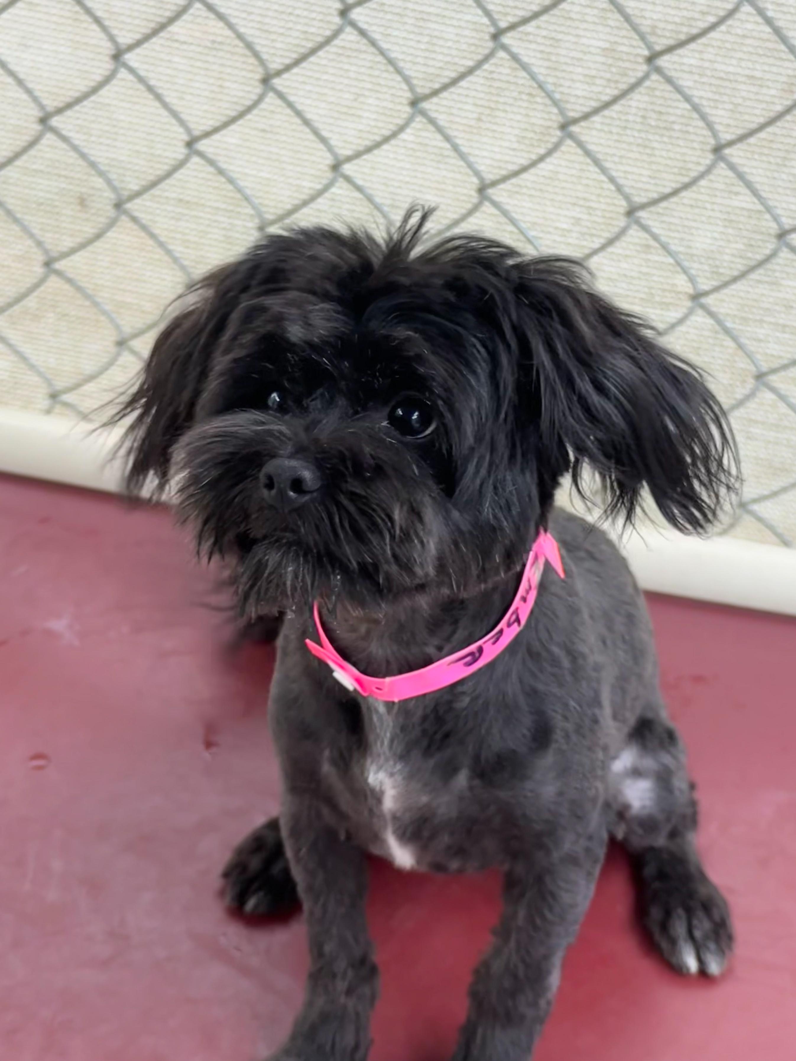 Enlarge EMBER, an adopted mixed breed in Fresno, CA image 4/6