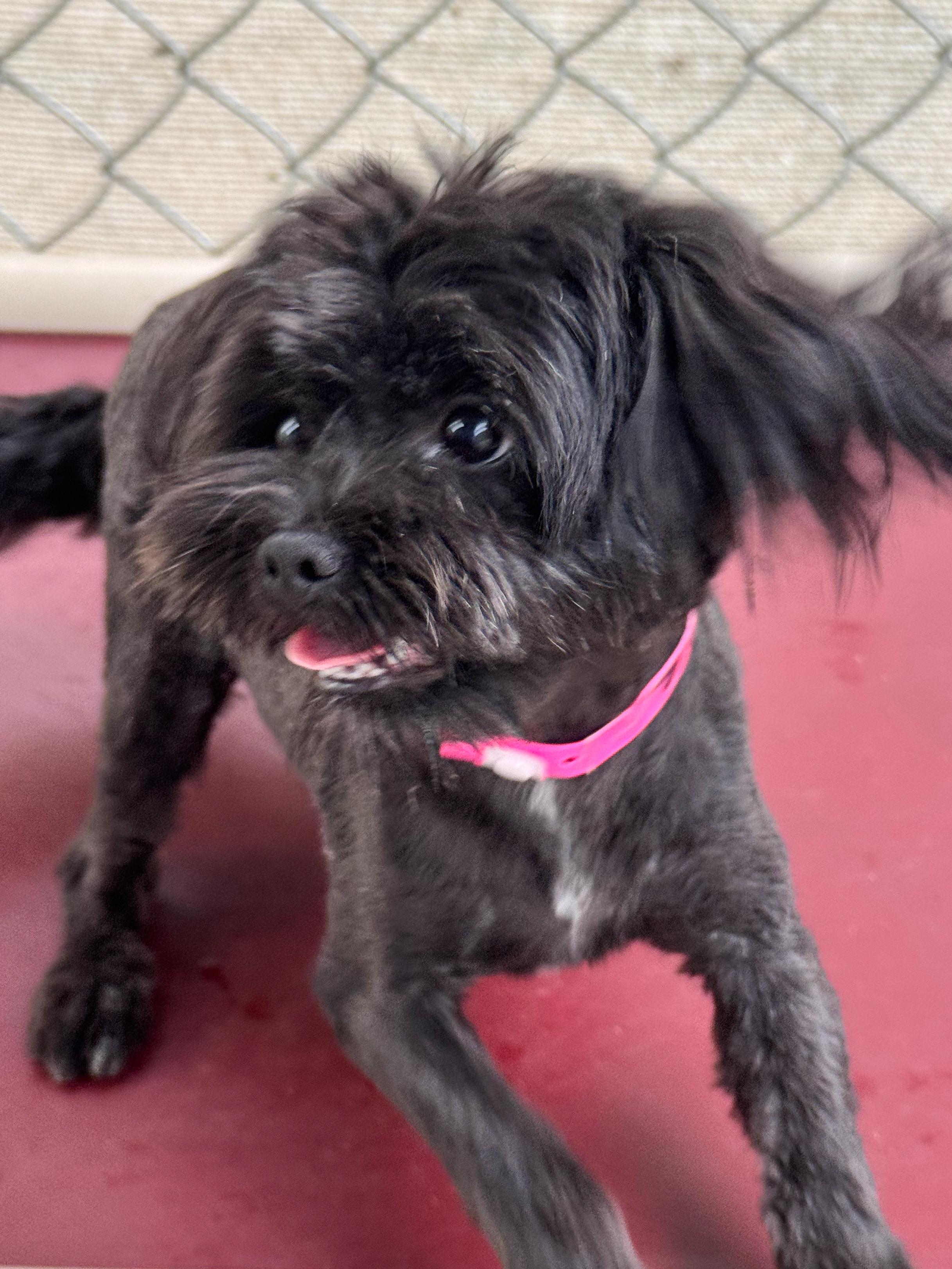 Enlarge EMBER, an adopted mixed breed in Fresno, CA image 5/6