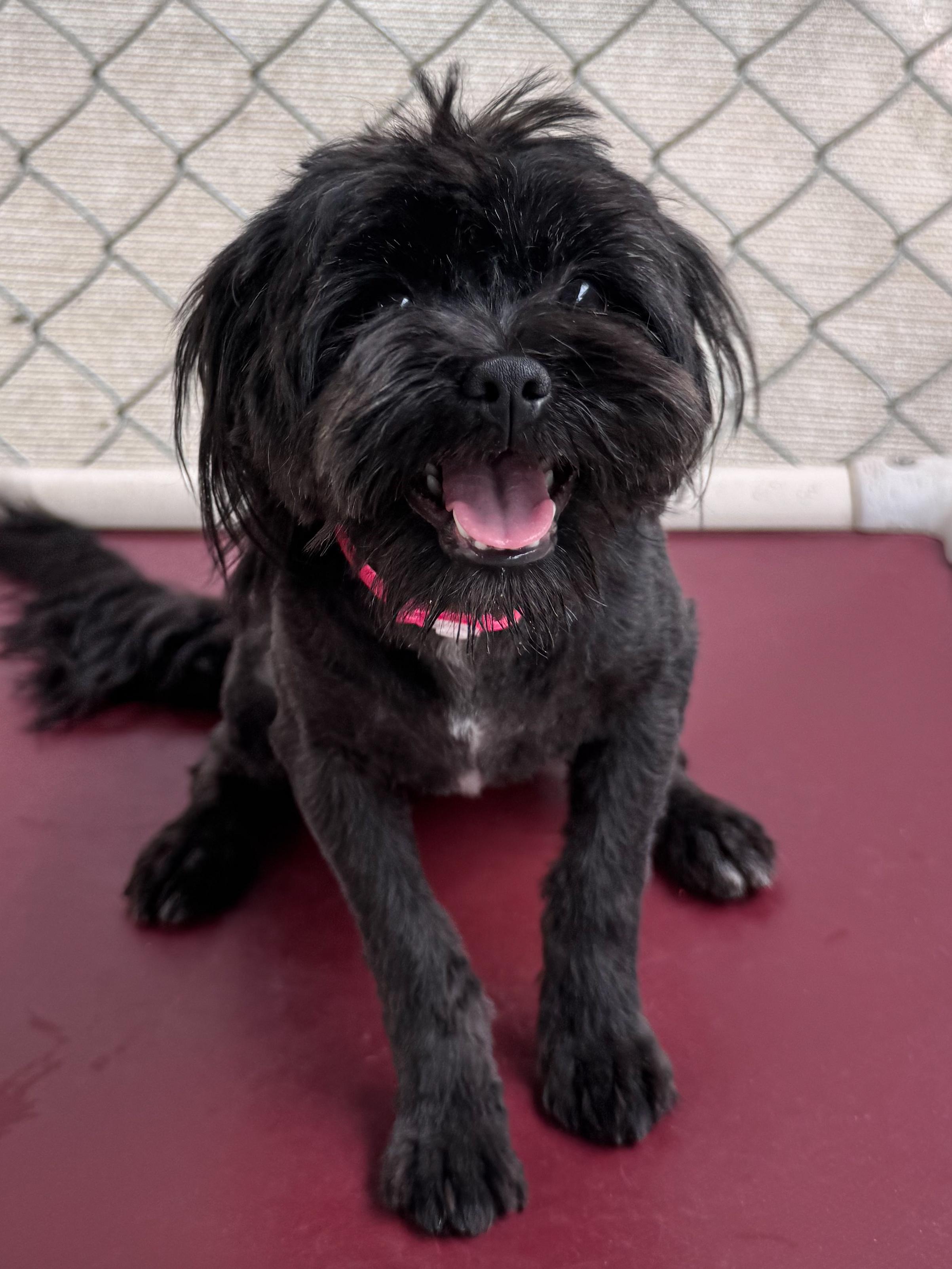 EMBER, adopted, Adult Female Maltese.