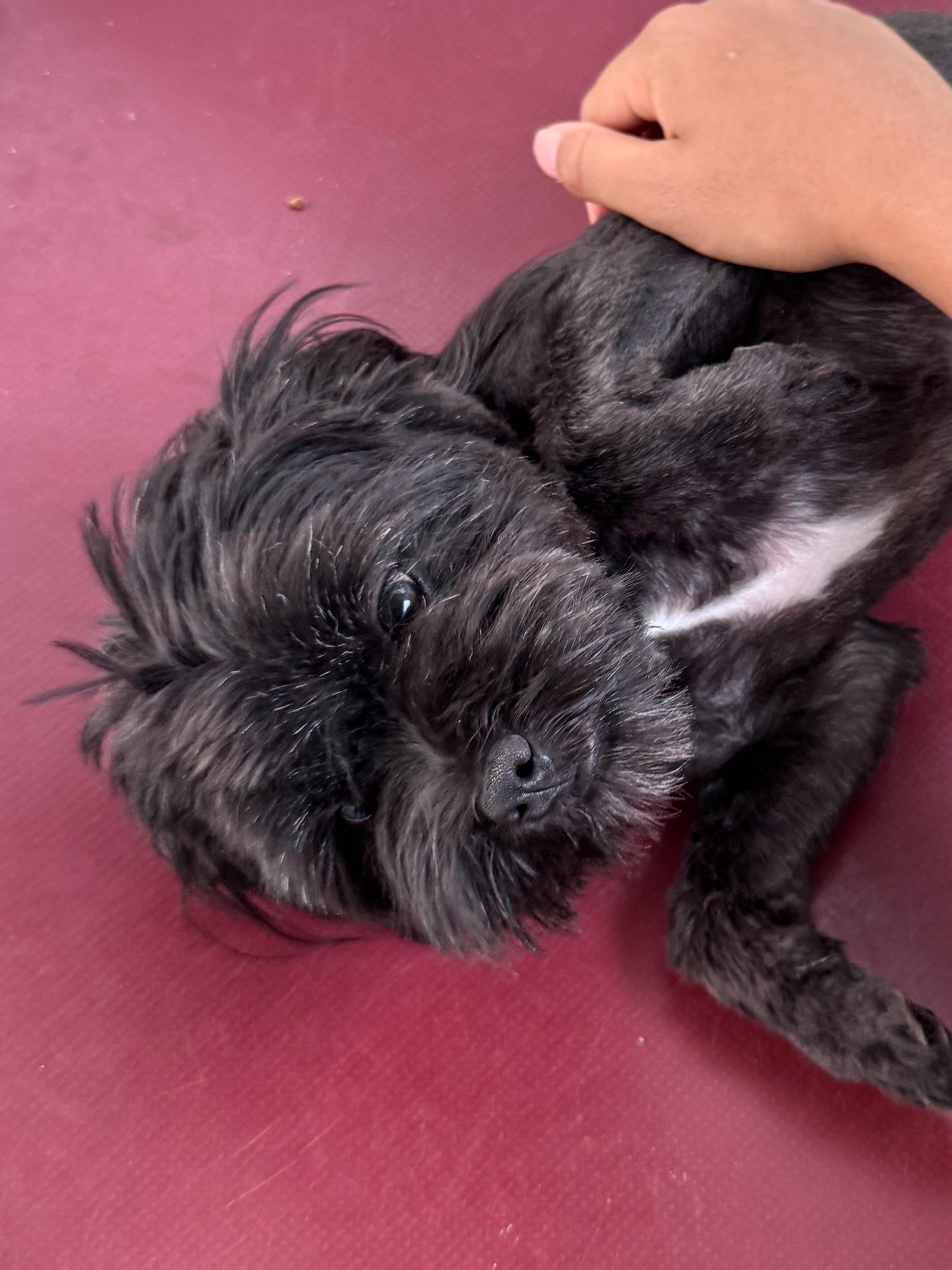 Enlarge EMBER, an adopted mixed breed in Fresno, CA image 6/6