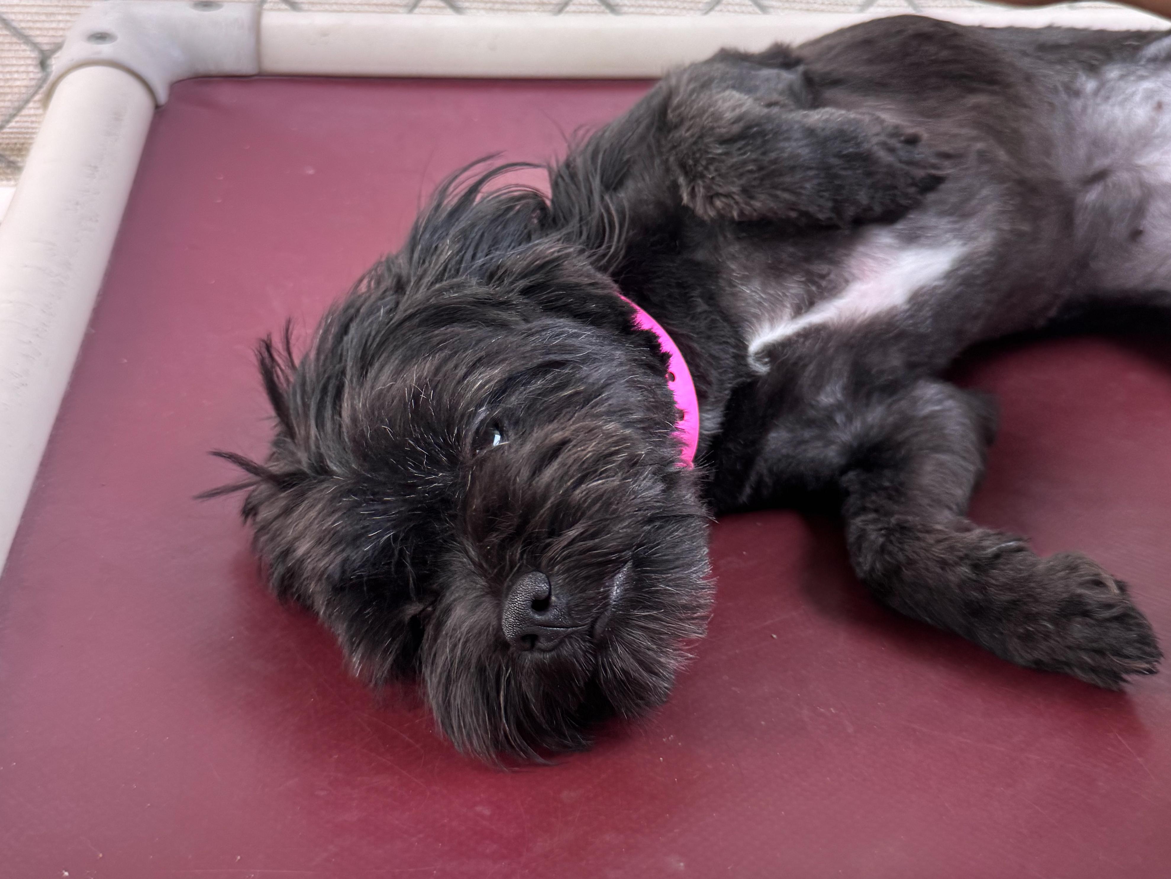 Enlarge EMBER, an adopted mixed breed in Fresno, CA image 2/6