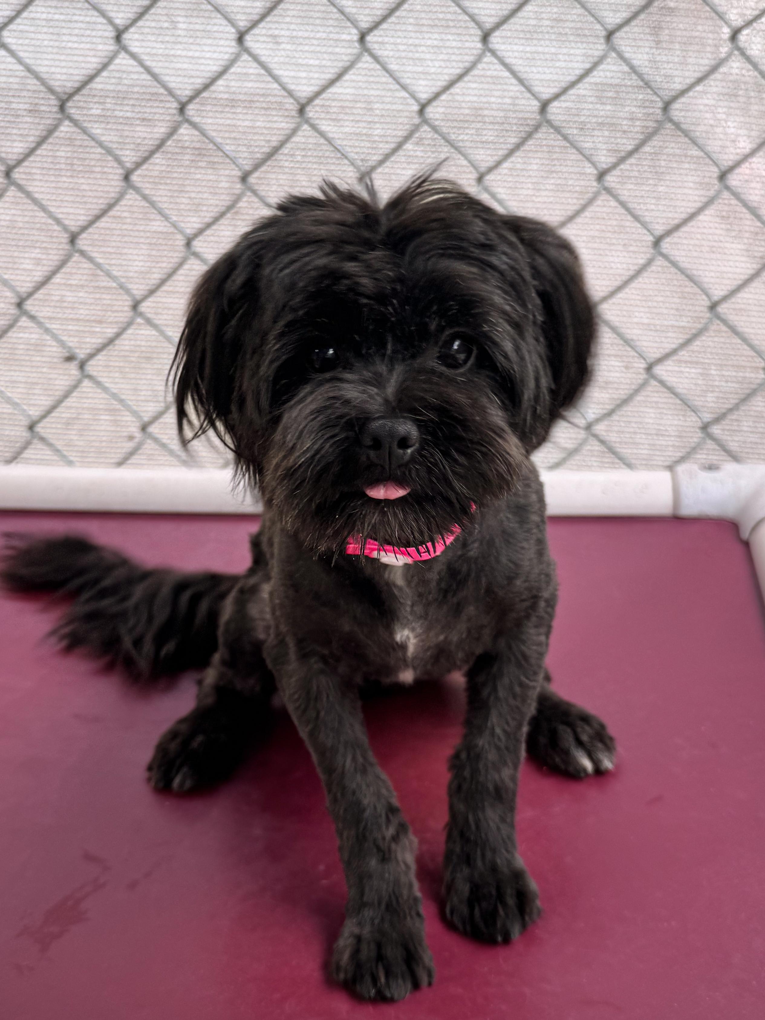 Enlarge EMBER, an adopted mixed breed in Fresno, CA image 3/6
