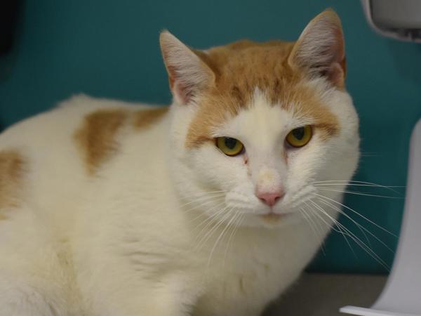 Enlarge Johnathon, a Adoptable mixed breed in Portland, OR image 1/2