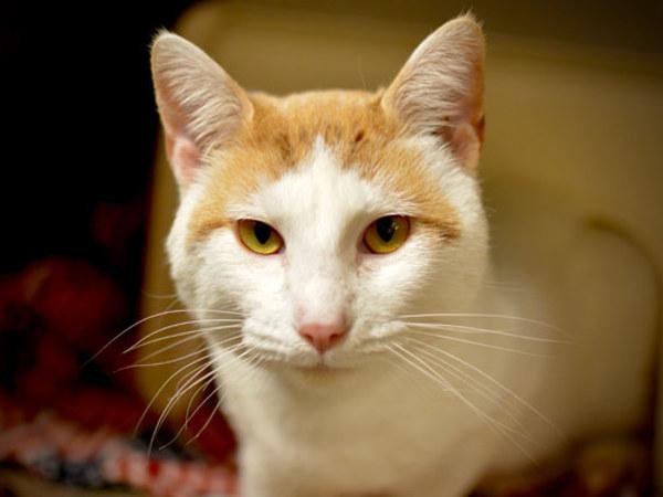 Enlarge Johnathon, a Adoptable mixed breed in Portland, OR image 2/2