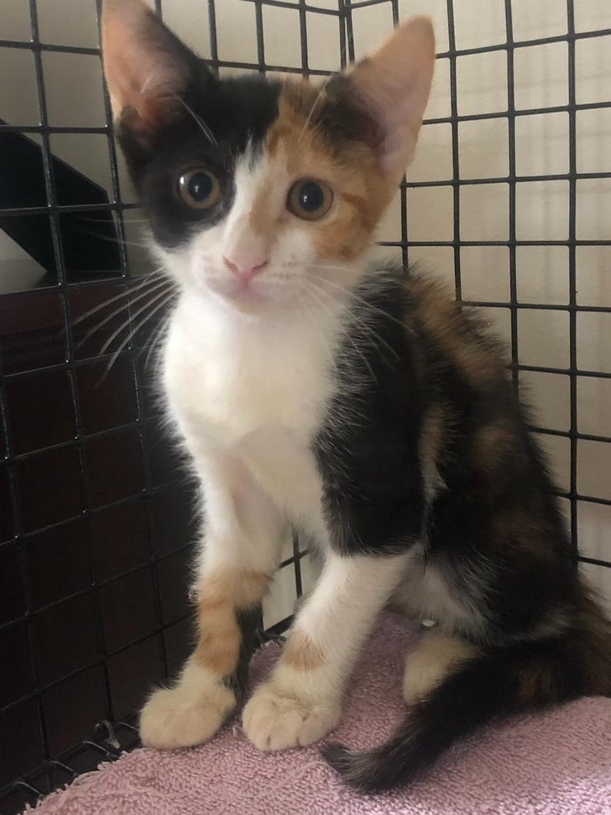 Addy, Adoptable, Young Female American Shorthair.