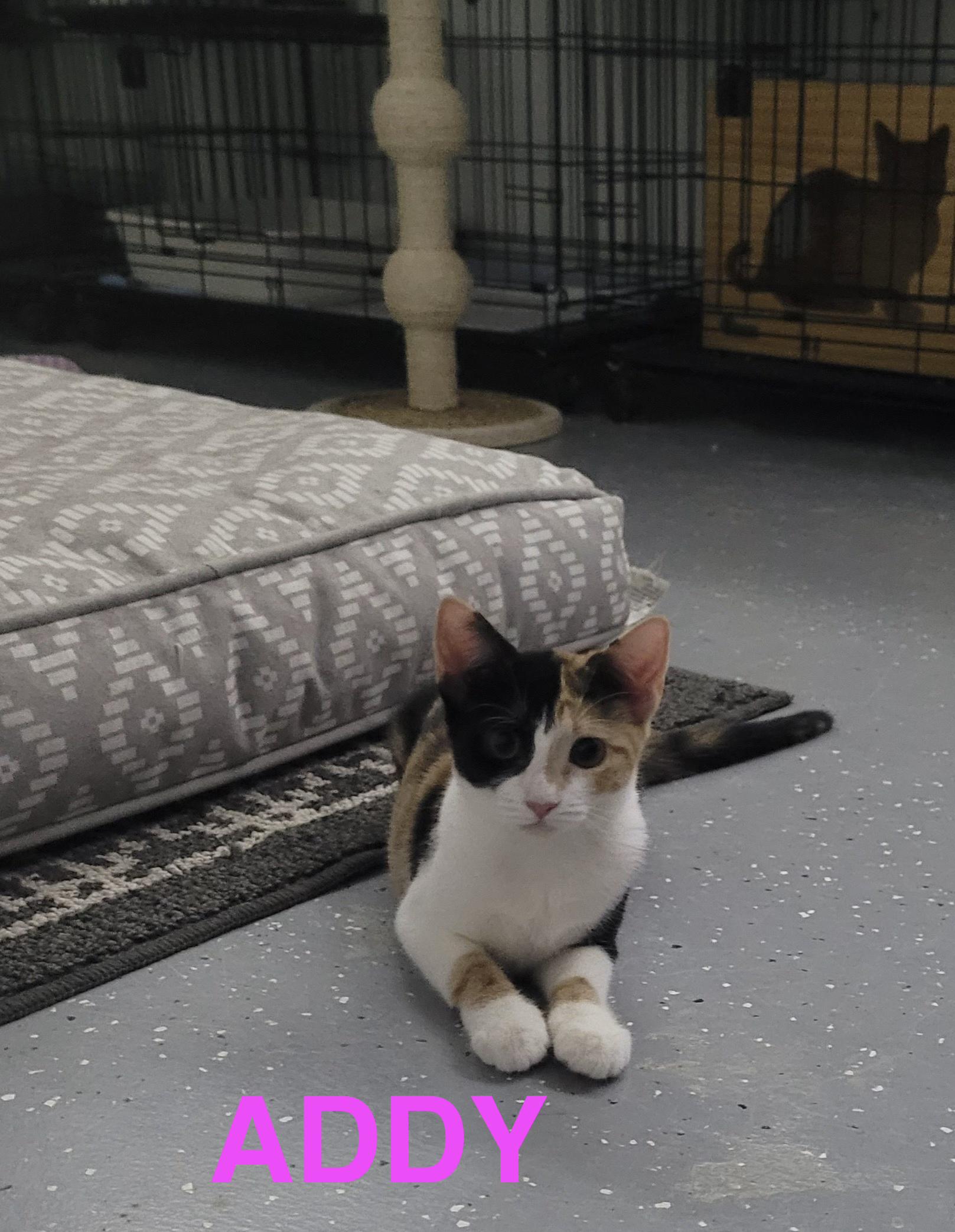 Addy, a Adoptable American Shorthair in Mount Pleasant, SC image 3/3