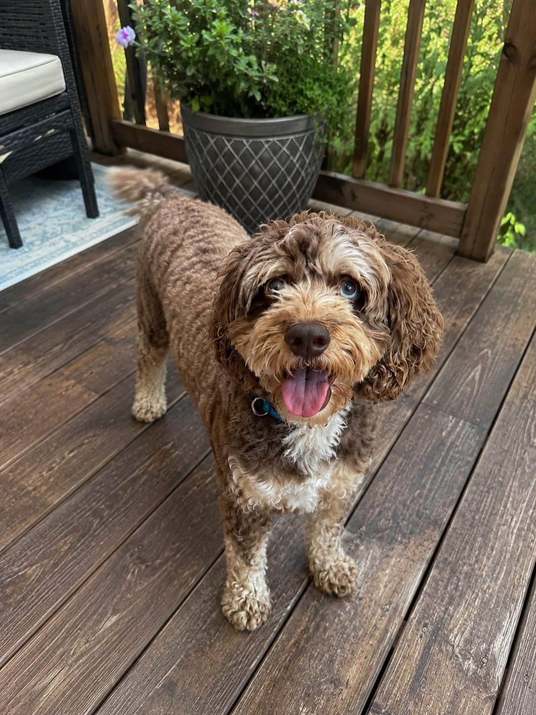 Enlarge Fynn, a Adoption Pending Cockapoo in Brunswick, ME image 2/3