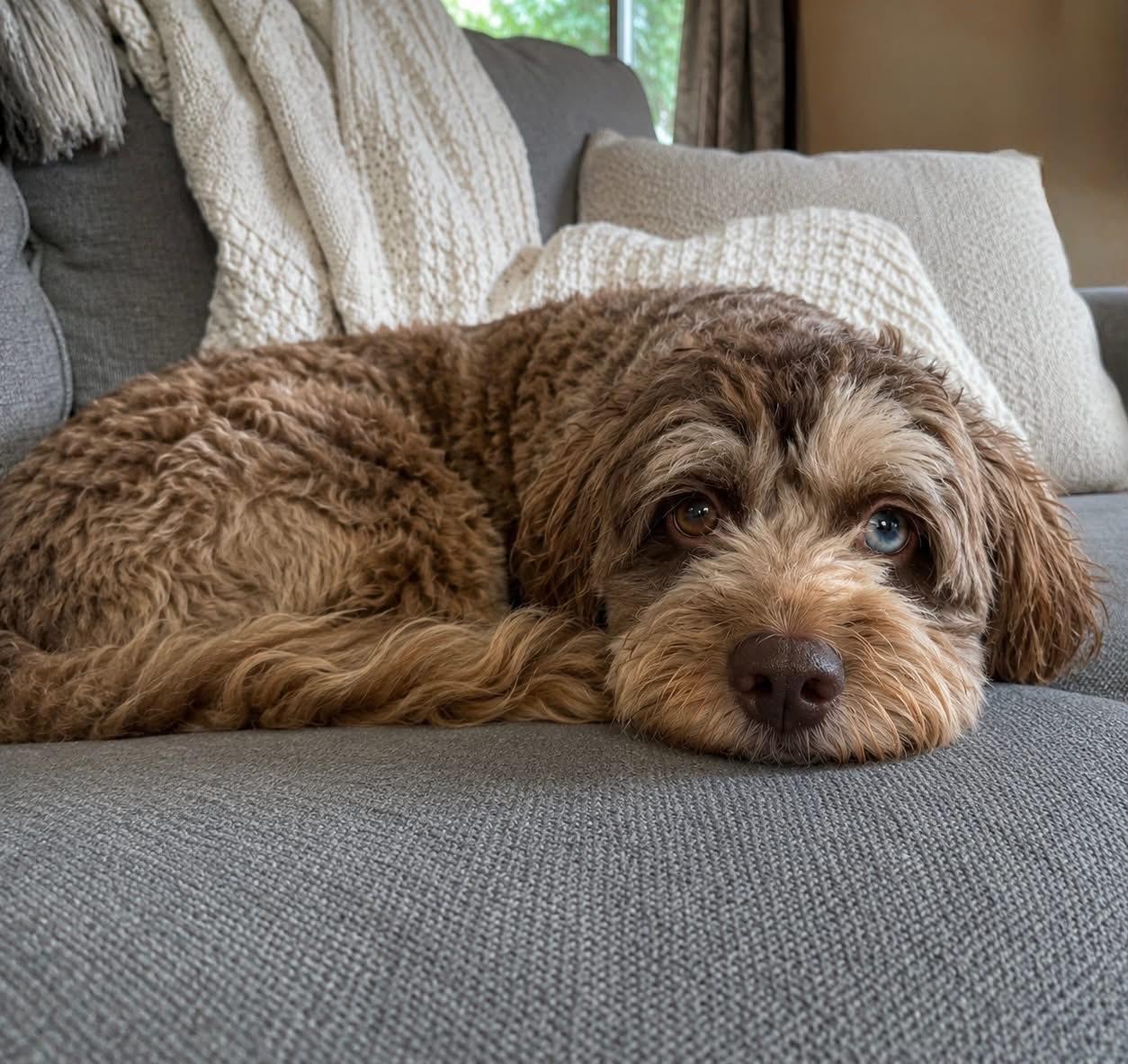 Enlarge Fynn, a Adoption Pending Cockapoo in Brunswick, ME image 1/3